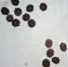 ascodesmis-spores.jpg