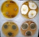 Penicillium cyclopium culture