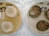 Penicillium digitatum culture