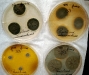 Penicillium melanoconidium culture