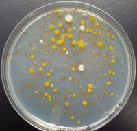 Mixed bacteria/yeast colonies
