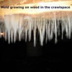 Mold in the crawlspace