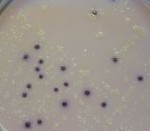 Coliform