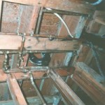 Mold growth: Penicillium on wood
