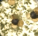 Aspergillus flavus heads