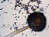 Aspergillus niger head