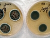 Aspergillus sydowii in culture