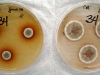 Aspergillus versicolor culture