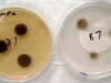 Cladosporium herbarum culture