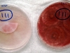 Fusarium graminearum culture