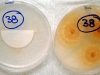 Fusarium oxysporum culture