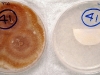 Fusarium sporotrichioides culture