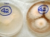 Fusarium verticillioides culture