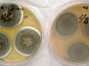 Penicillium chrysogenum culture