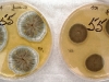 Penicillium citrinum culture