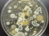 penicillium-cladosporium-olonies.jpg