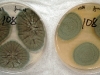 Penicillium crustosum culture