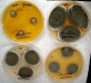 Penicillium polonicum culture