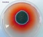 Penicillium with red pigment