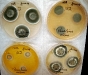 Penicillium solitum culture