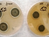 Penicillium variabile culture