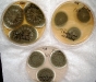 Penicillium viridicatum culture