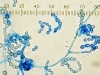Scopulariopsis spores