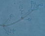 tritirachium spores