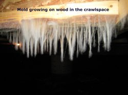 Mold in the crawlspace